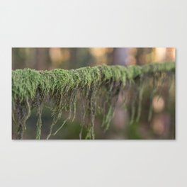 Moss on a branch Canvas Print