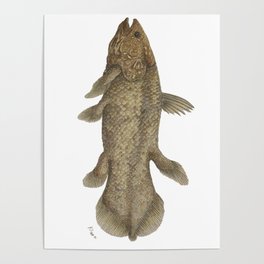 Coelacanth Latimeria chalumnae Poster