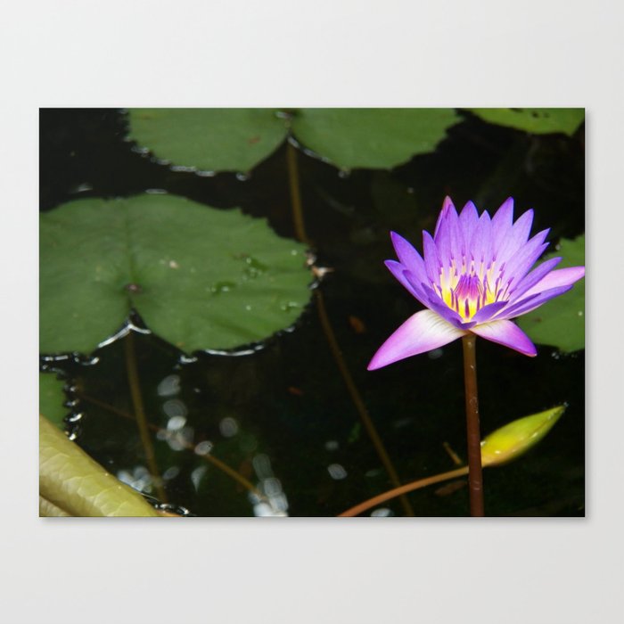 Water beauty Canvas Print
