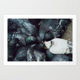 NYC pigeons Art Print