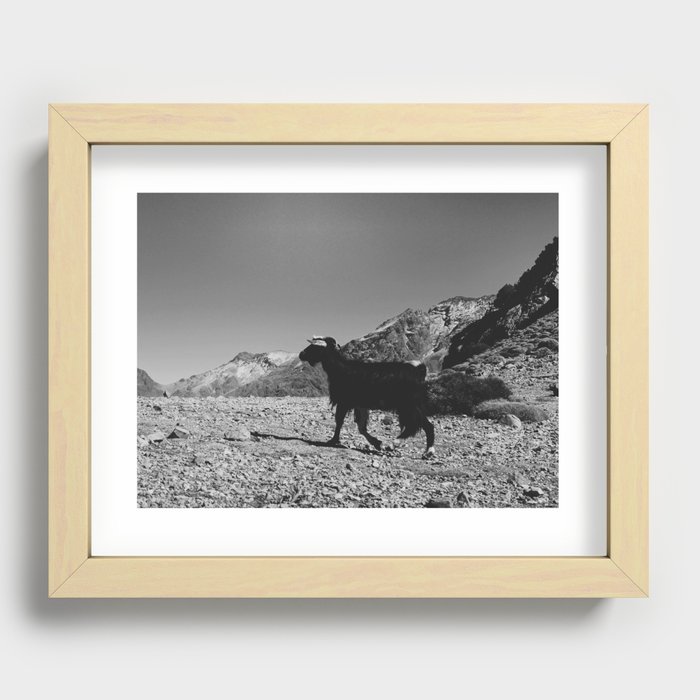 Mountain Goat in Maroccan Atlan Mountains Recessed Framed Print