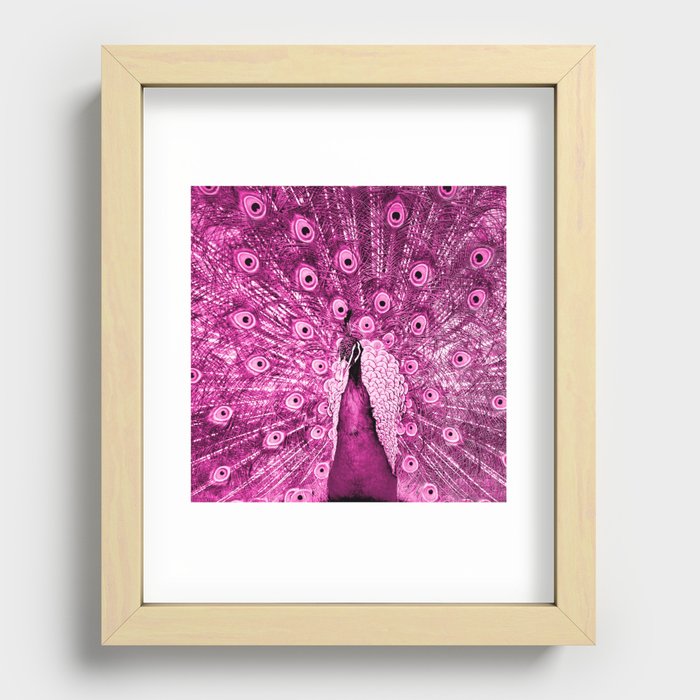 Pink Peacock Recessed Framed Print