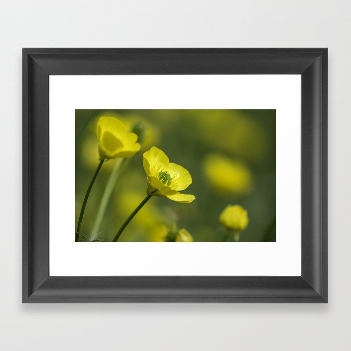 Flowers - Buttercups 1 Framed Art Print