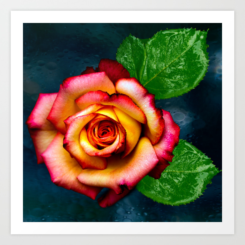 Beautiful Rose Art Print By Ludanayvelt Society6