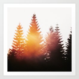 Morning Glory // Sunny Side Up In Misty Summer Forest With Cascadia Trees Covered In Magic Sunlight Art Print