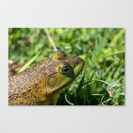 Green Frog closeup Canvas Print