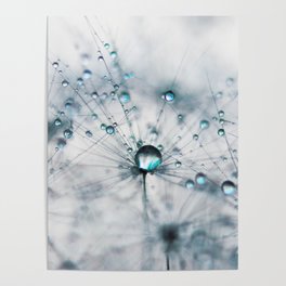 Dandelion Blue - Elegant Flower photography by Ingrid Beddoes Poster