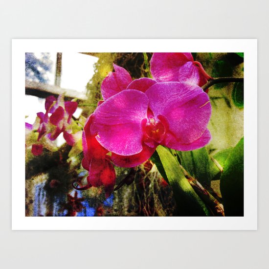 orchids3 Art Print