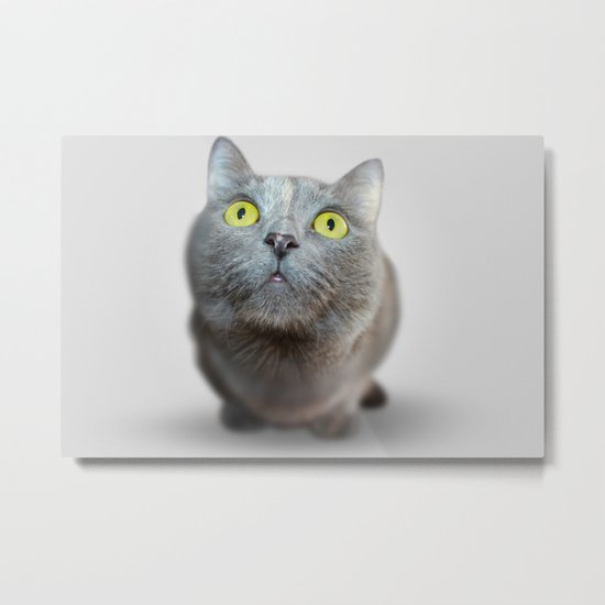 The Cat's Stare Metal Print