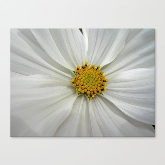 white cosmos III Canvas Print