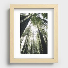 redwoods Recessed Framed Print
