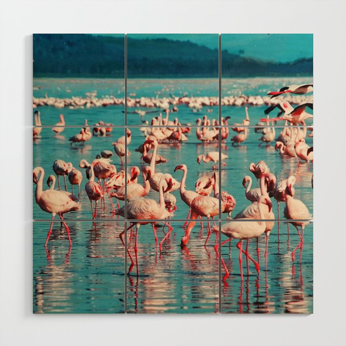 South Africa Photography - Beautiful Pink Flamingos In A Lake Wood Wall Art