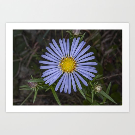 Blue Wildflower Art Print