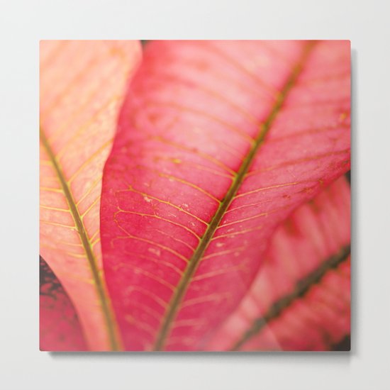 Croton Metal Print
