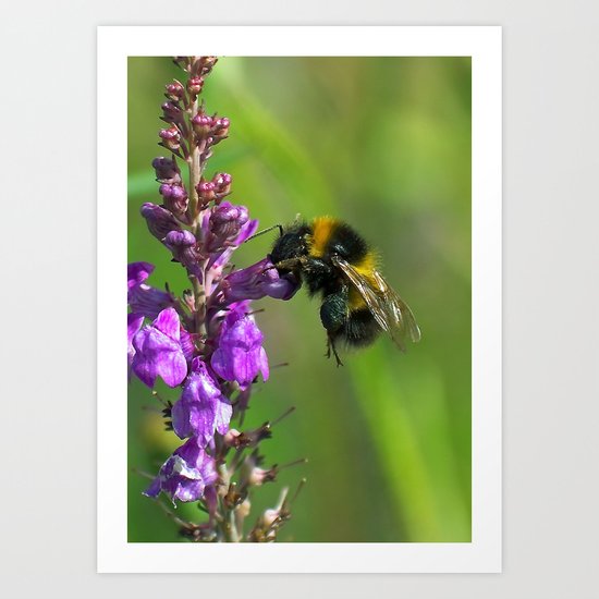 Bee Art Print
