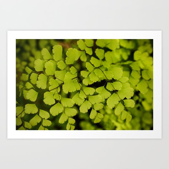 Maidenhair Fern Art Print