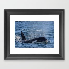 Killer Whale Framed Art Print