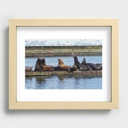 Sea Lions sunning on the docks during the winter Recessed Framed Print