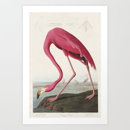 American Flamingo | Pink Flamingo | Vintage Flamingo | Audubon | Birds of America | John James Audubon | Art Print
