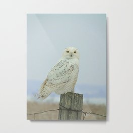 Snowy Owl Metal Print | Hunter, Wiseowl, Eagle, Falconry, Hunting, Predator, Flight, Aviation, Birds, Eule 