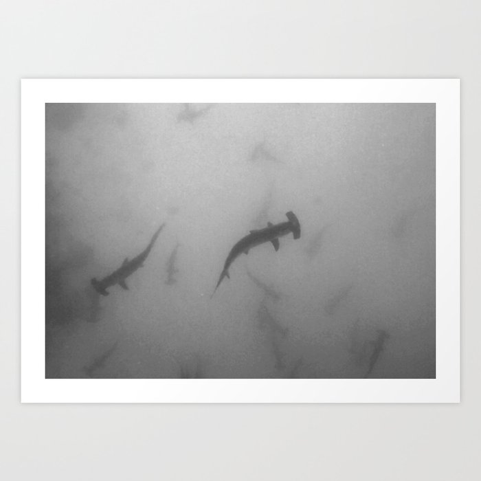 Hammerhead sharks Art Print