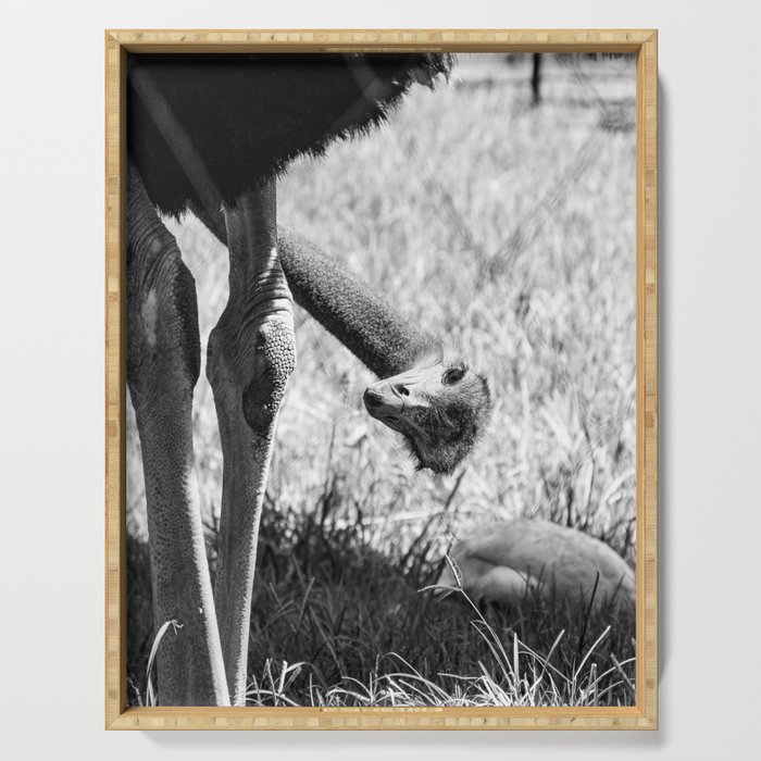 Ostrich - Black and White Photo Serving Tray