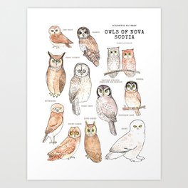 Owls of Nova Scotia Art Print