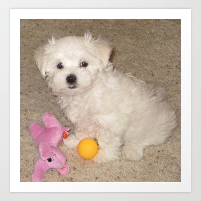 Maltese Puppy With His Toys Art Print
