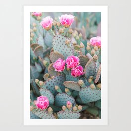 Beavertail Prickly Pear Cactus II Art Print