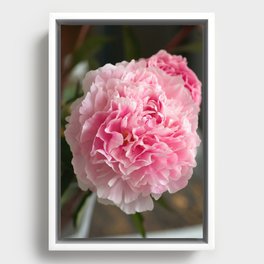 Peony on the kitchen table Framed Canvas