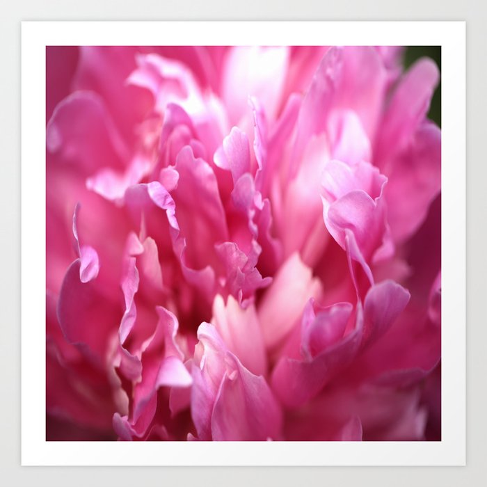 Pink Flower Petals Close-up #decor #society6 #buyart Art Print