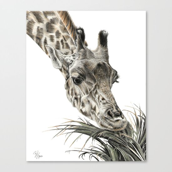 Giraffe - A Long Munch Canvas Print