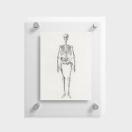 Human Skeleton, Anterior View Floating Acrylic Print