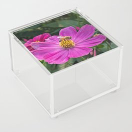 Bee Visiting Cosmo Flower  Acrylic Box