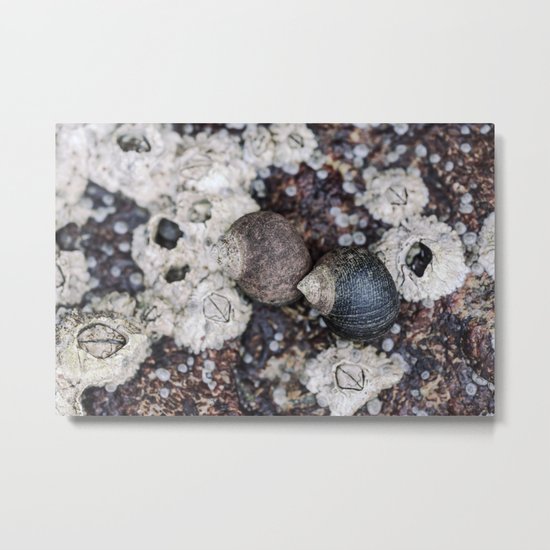 Periwinkles and Barnacles on a rock Metal Print