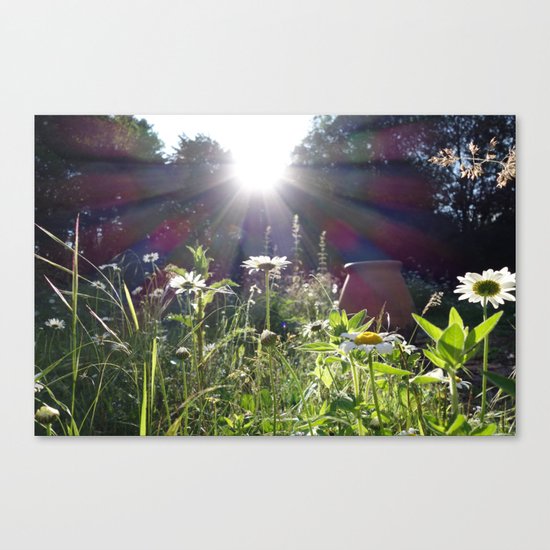 Evening light Canvas Print