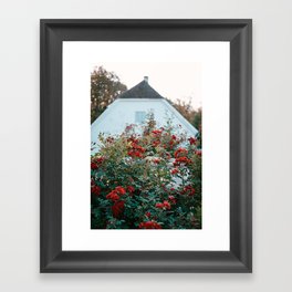 Bush of red roses in bloom in front of a white village house. Framed Art Print