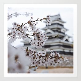 Japan Photography - White Dogwoods In Front Of A Japanese Temple Art Print