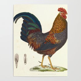 Vintage Print - New Collection of Colored Bird Plates (1838) - Grey Junglefowl Poster | Scientific, Vintage, Painting, Print, Ornithology, Illustration, Avian, Zoology, Antique, Bird 