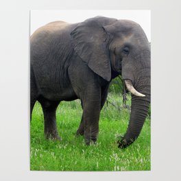 South Africa Photography - An Elephant On The Green Grassy Field Poster