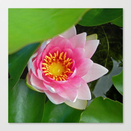 water lily IV Canvas Print