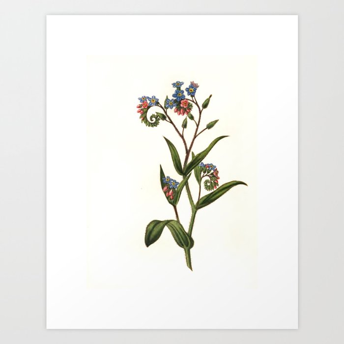 Forget-me-not from "The Moral of Flowers" (1833) by Rebecca Hey Art Print