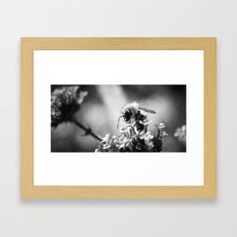 Bee on Flower in Black and White Framed Art Print