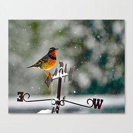 Varied Thrush into the Storm Canvas Print