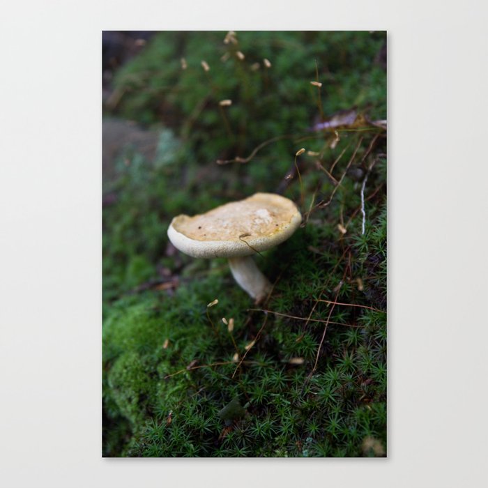 Shroom Moss Canvas Print