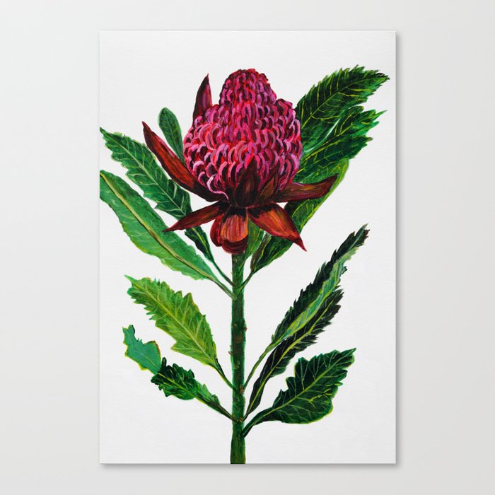 Red Flowers Floral Waratah Protea, botanical Canvas Print