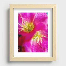 Portulaca Oleracea Recessed Framed Print