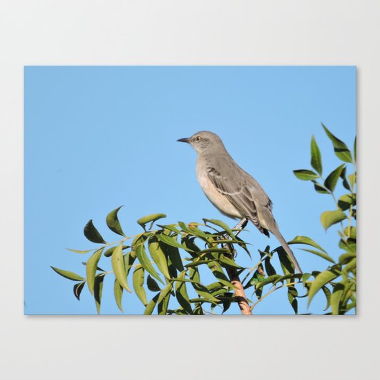 Northern Mockingbird Looks South Canvas Print