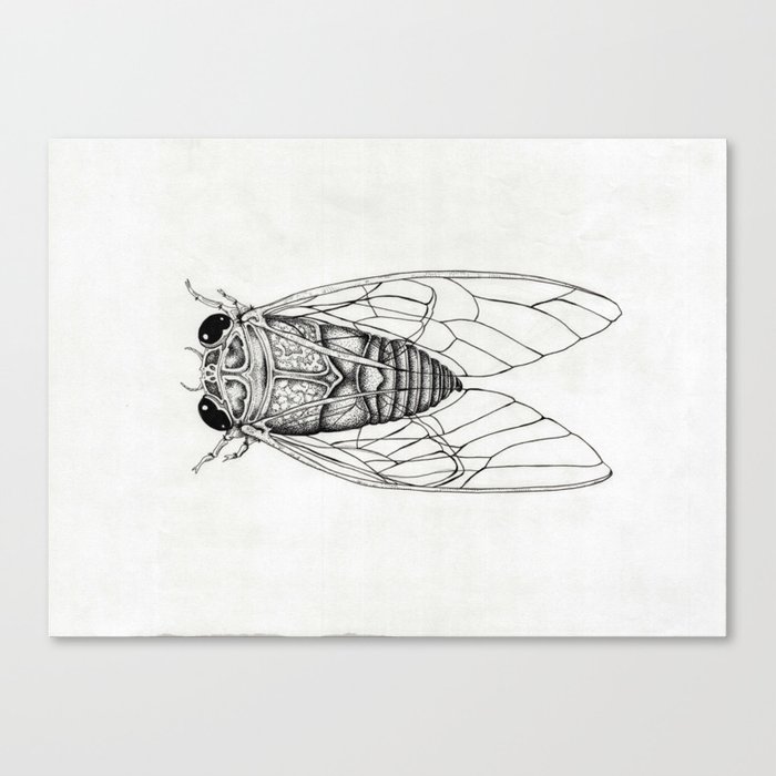 Cicada Canvas Print