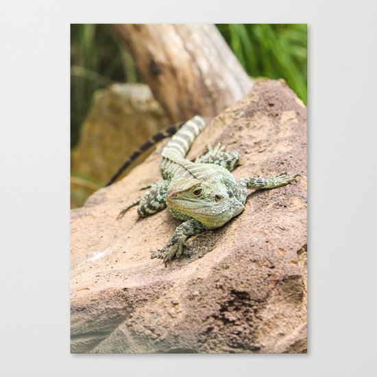 Lizard's Rest Canvas Print